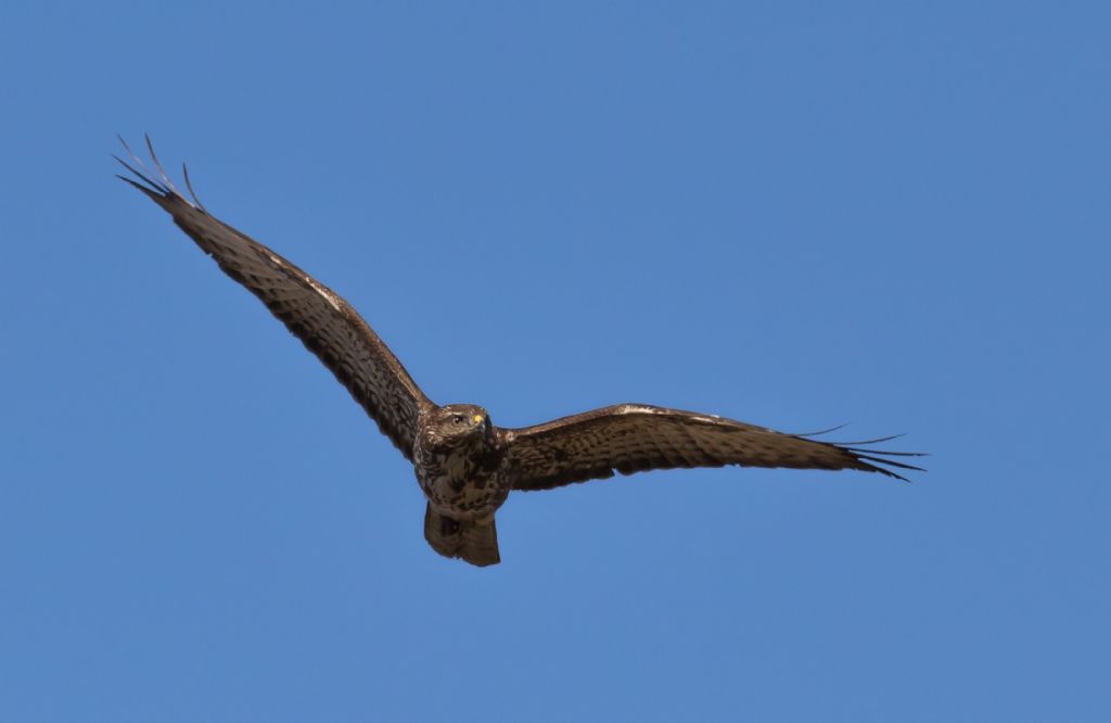 Poiana (Buteo buteo)